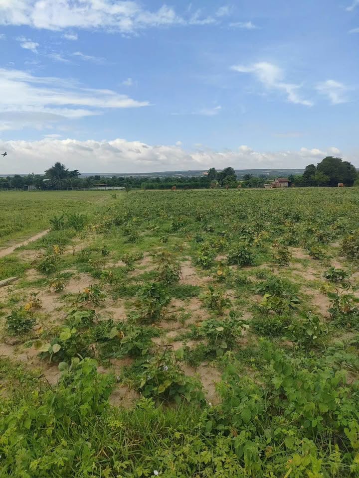 Bán Đất Vườn 14400m² Xã Hồng Thái, Bắc Bình - Giá Ngộp 30tr/xào