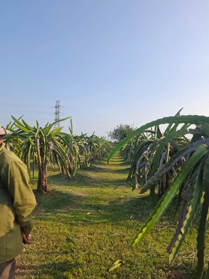 Đất Vườn Hàm Thuận Bắc 1300m² - Sổ Hồng Riêng, Giá Chỉ 700 Triệu