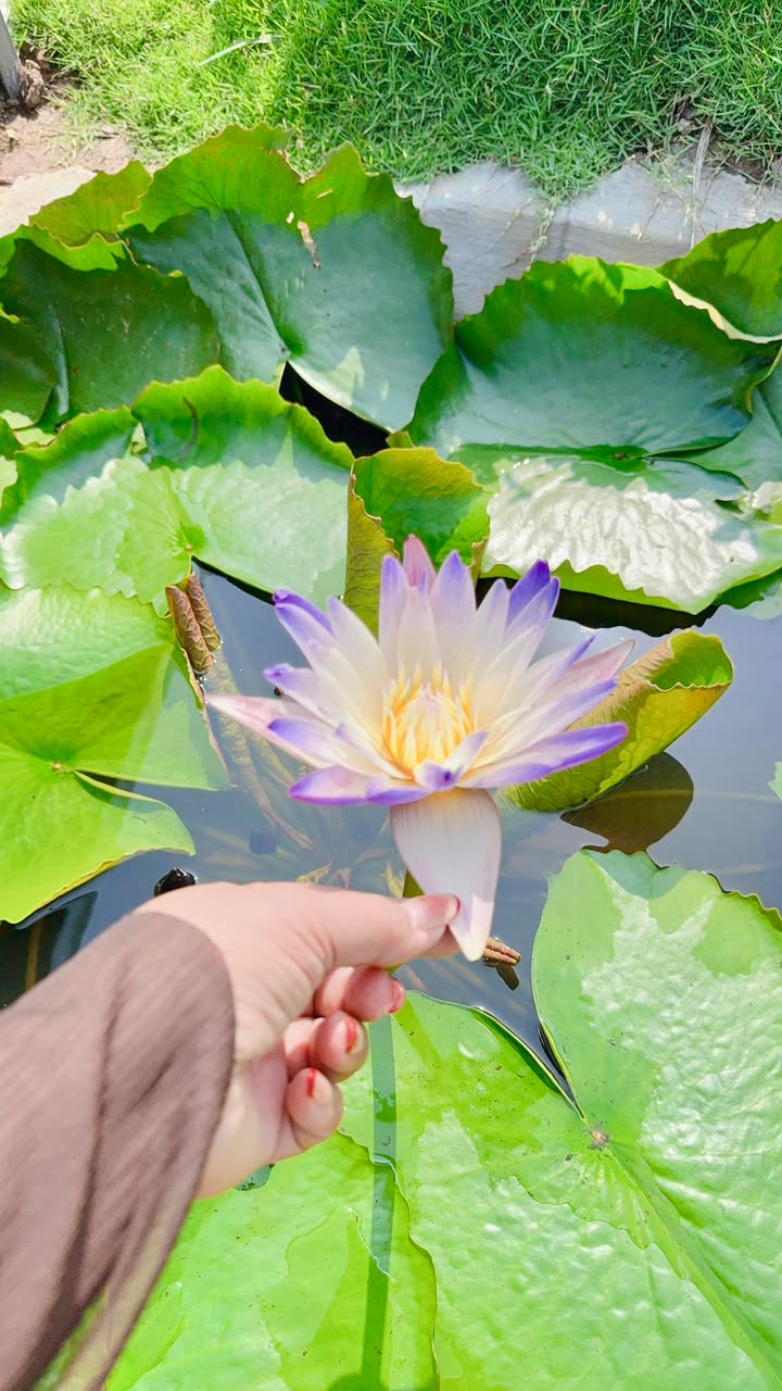 Đất thổ cư Hoài Nhơn 95m² - Sẵn sổ, đường bê tông lớn