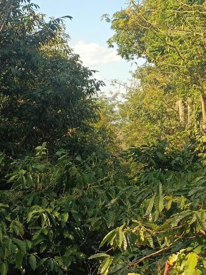 Đất Nền 5300m² Mặt Tiền Q.Trung, Quảng Phú - Giá Tốt Đầu Tư