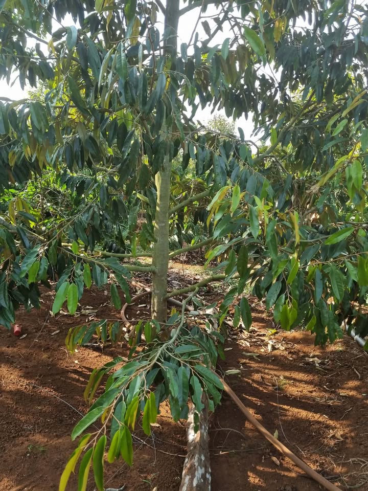 Bán Gấp 1ha Vườn Cà Phê, Sầu Riêng Tại Cư M'gar, Đắk Lắk - 4 Tỷ