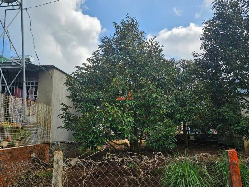 Đất Sổ Đỏ Thổ Cư Phường Tân Lợi, Buôn Ma Thuột - 80m² Giá 820 Triệu