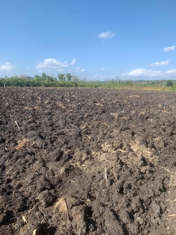 Đất Vườn Phú Yên 25200m² - Giá Đầu Tư 130 Triệu/Sào