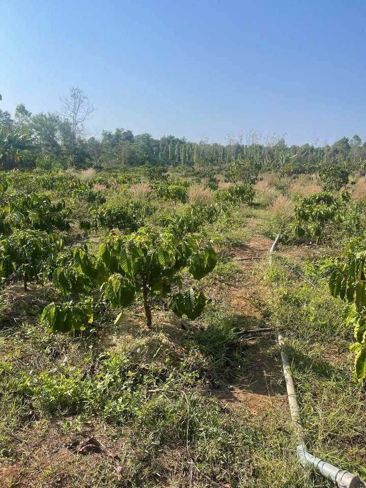 Bán Gấp Rẫy 5000m² Đắk Lắk - Mặt Tiền Đường 45m - Giá 1 Tỷ