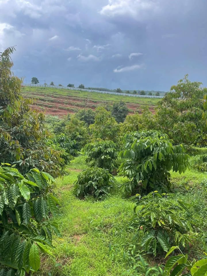 Farm 21.600m² KCN Koretvina, Phú Yên - 70 Cây Sầu Riêng 2-3-4 Năm Tuổi - Giá 2 Tỷ