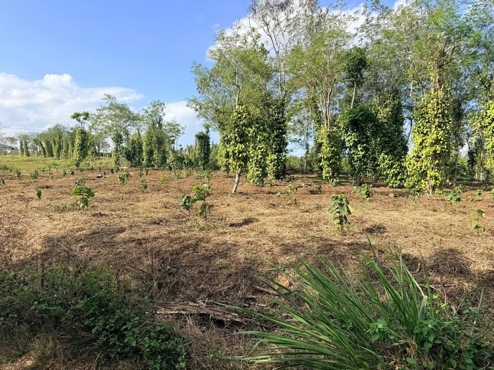 Đất Vườn Ea Drông, Đắk Lắk - 5400m² Sổ Hồng Riêng, Giá Chỉ 1.1 Tỷ