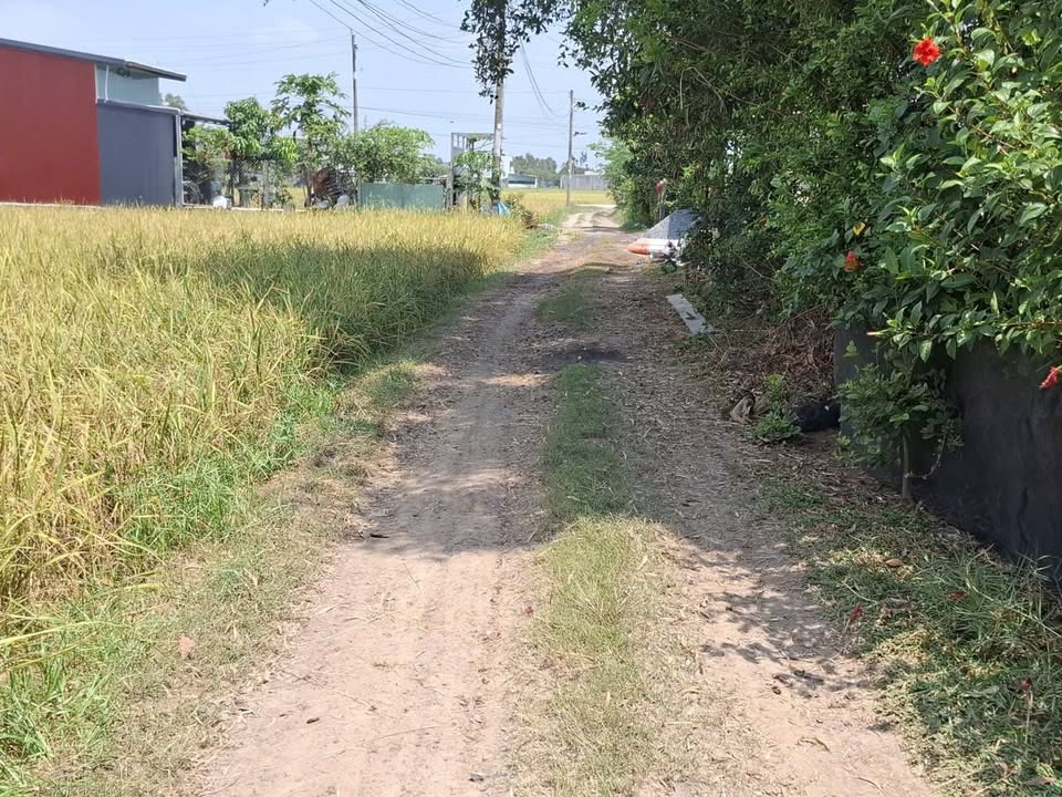 Đất nền Mỹ Hạnh Nam, Long An - F0 Giá Mềm, Sổ Hồng Riêng