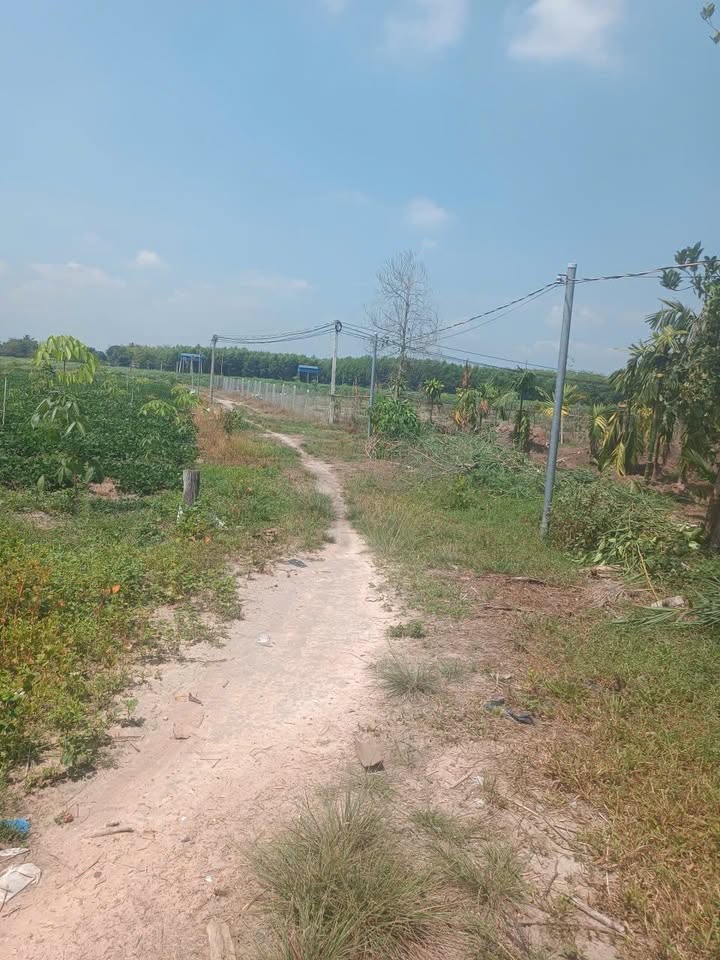 Đất Vườn Phước Minh DMC 1 Tây Ninh 10.000m² - Giá Đầu Tư 2 Tỷ