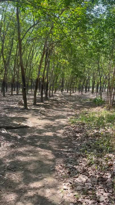 Đất Cao Su 1700m² Đồng Phú - Sổ Đỏ, Giá Hơn 500 Triệu