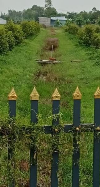 Đất Vườn Đồng Tháp 1700m² - Giá 650 Triệu, Bao Sổ, Tiềm Năng Nghỉ Dưỡng