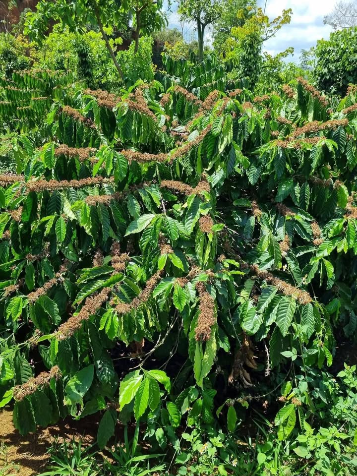 Bán Đất Rẫy Đắk Mil 10800m² - Giá 890 Triệu, Sẵn Nước