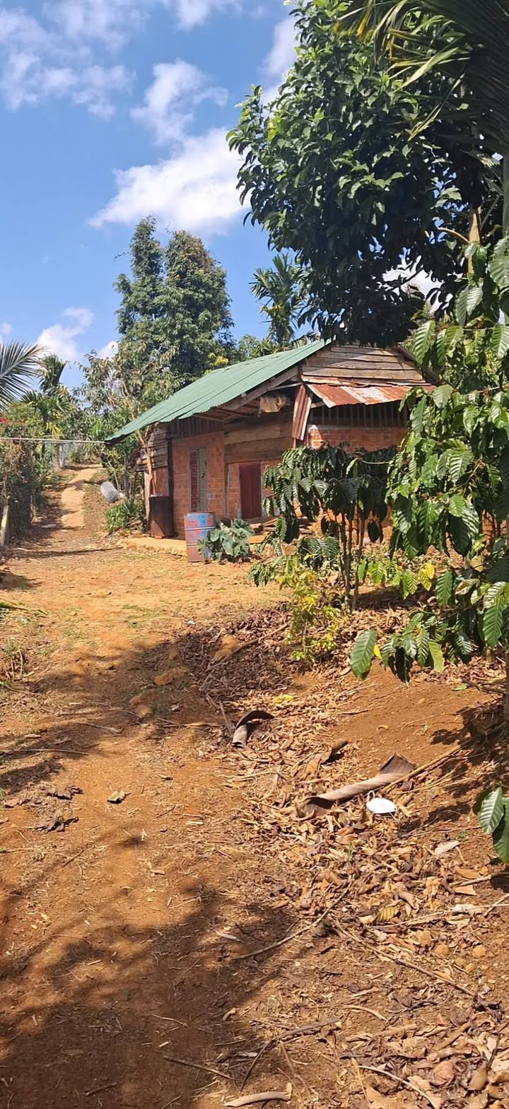 Bán Gấp 6000m² Đất Vườn Đắk Mil - Sẵn Nguồn Thu, Pháp Lý Đầy Đủ