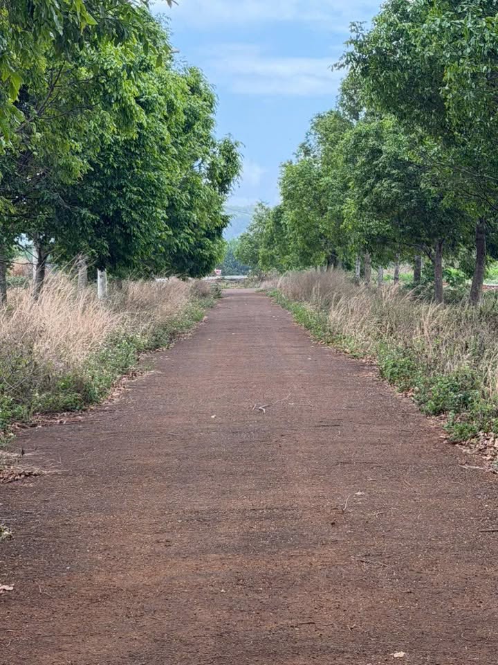 Đất TTHC Xã Dray 175m² Sổ Hồng Thổ Cư - Giá 599 Triệu Đầu Tư Sinh Lời