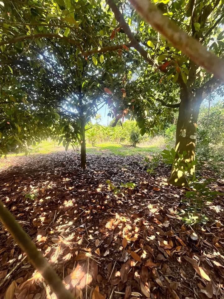 Bán Đất Vườn 12x80m² Xã Bình Lộc, Long Khánh - Giá 1.75 Tỷ