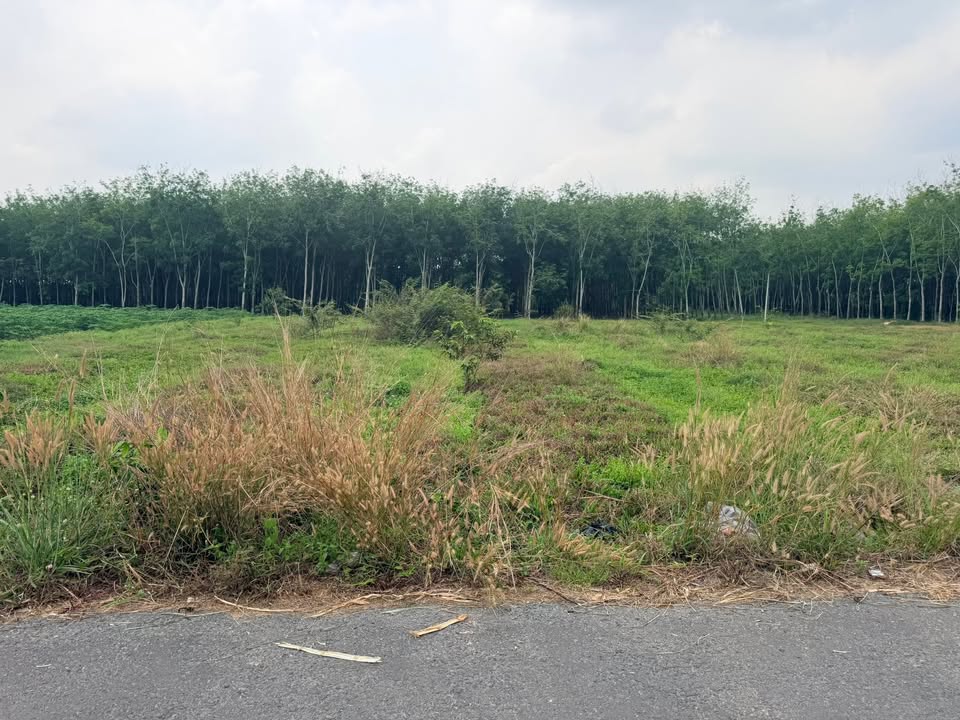 Đất Nền 432.4m² Gần KCN Phước Đông, Tây Ninh - Cơ Hội Đầu Tư Sinh Lời