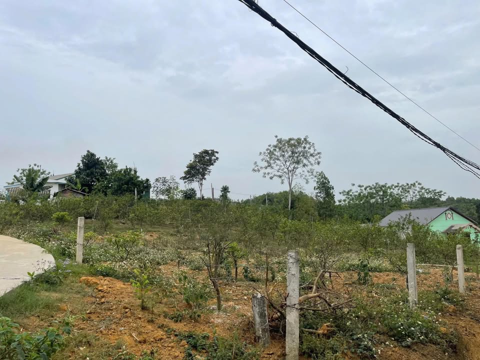 Đất Nền Tinh Nhuệ Phú Thọ 233.4m² - Sổ Đỏ Sẵn Sàng - Giá F0 Chỉ 499 Triệu