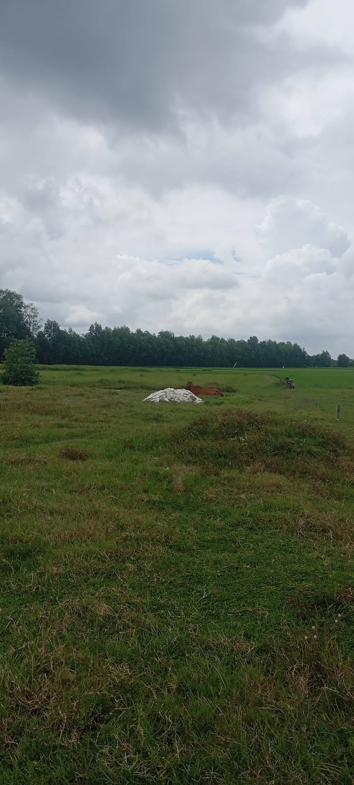 Đất Vườn 2200m² Sổ Hồng Sẵn Sàng - Gần QL N2, Đức Hòa, Long An