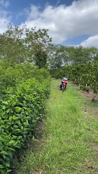 Đất Vườn 26400m² Tỉnh Phú Yên - Gần QL 29 Giá 1.2 Tỷ