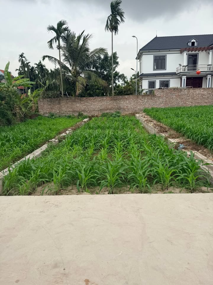 Bán Đất Vàng Chương Dương 80m² - Vuông Vắn, Sổ Đỏ Sẵn Sàng