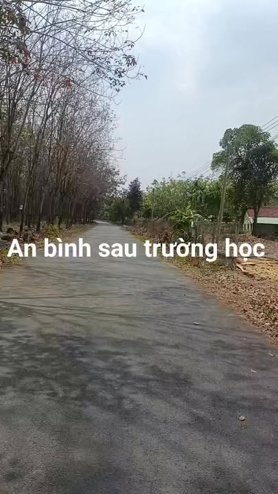 Đất Vàng 600m² Phú Giáo - Sổ Hồng Riêng, Mặt Tiền Đường Nhựa