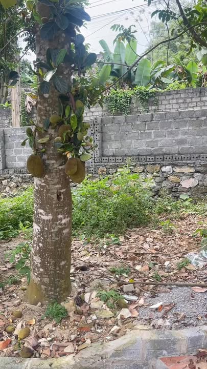 Nhà Vườn 290m² Dưới 2 Tỷ Tại Lương Sơn - Hòa Bình - Sẵn Sàng Đón Bạn Về