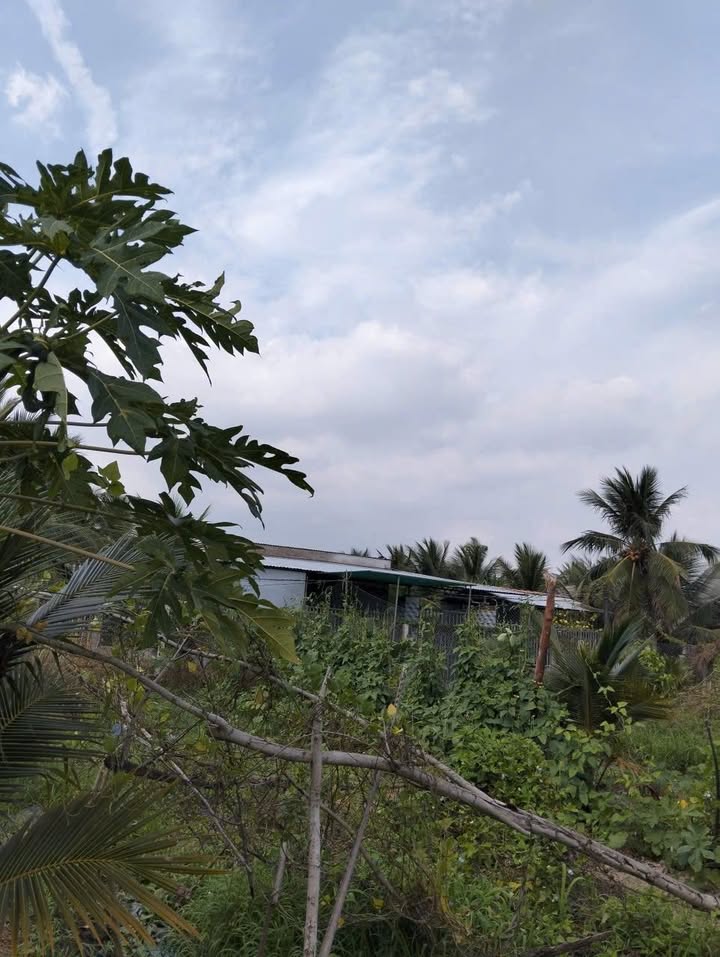 Bán Đất Vườn Bến Tre 1142m² Gần Rạch Miễu 2 - Giá 1.2 Tỷ