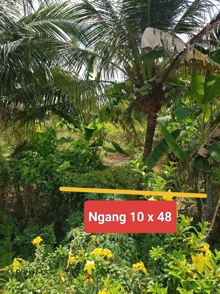 Đất Mặt Tiền ĐT909 Tam Bình 479m² - Kinh Doanh Đắc Lộc 1.05 Tỷ