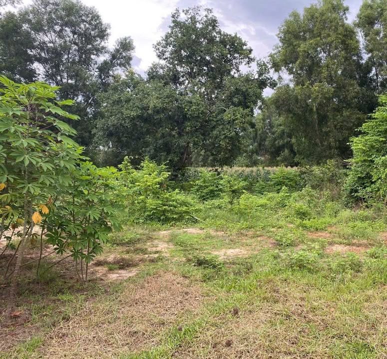 Đất Vườn Dĩ An 586m² Giá 3.9 Tỷ - Sẵn Sàng Nghỉ Dưỡng