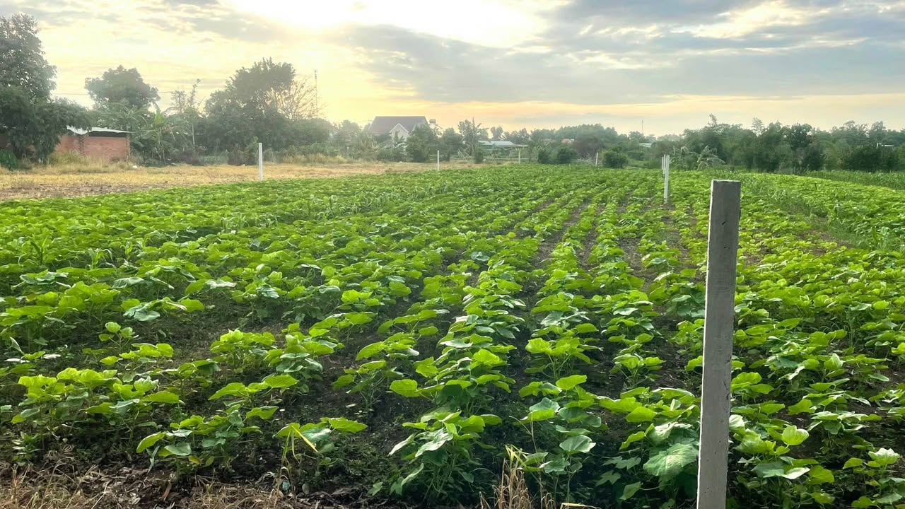 Bán gấp vườn 1069m² Xuân Đông, Đồng Nai - Sổ hồng sẵn, 1.05 tỷ