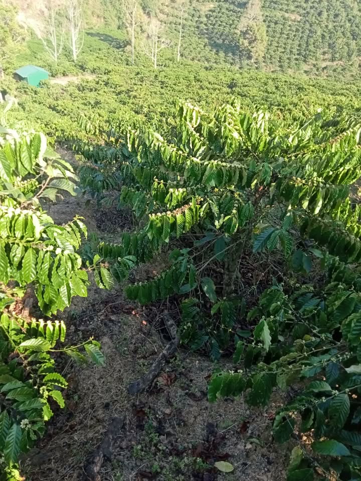 Bán Đất Vườn 2ha Cà Phê Ninh Loan, Đức Trọng - Sổ Hồng Chính Chủ