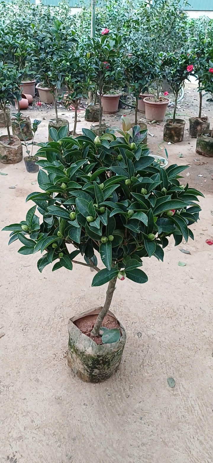 Bán Đất Vườn 12960m² Đức Trọng - Giá Đầu Tư 1.1 Tỷ/Sào