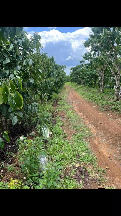 Bán Gấp Đất Vườn Lộc Đức, Bảo Lâm 10800m² - Giá Đầu Tư 690 Triệu/Sào