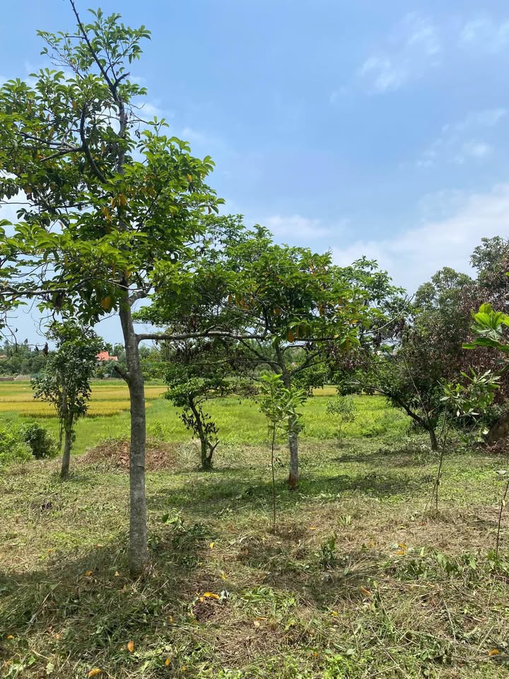 Đất Vườn View Rừng Thông 1300m² - Giá Đầu Tư 5.2 Tỷ Tại Quảng Yên