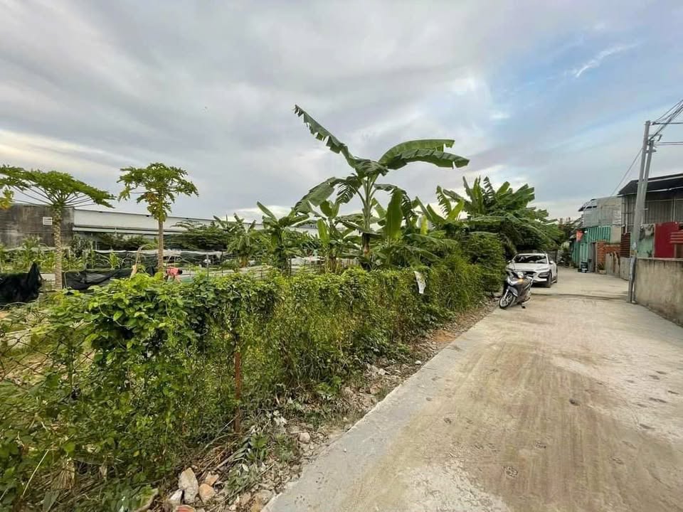 Bán Gấp Đất 500m² Phường Tân Đông Hiệp, Dĩ An - Giảm Sâu 2 Tỷ