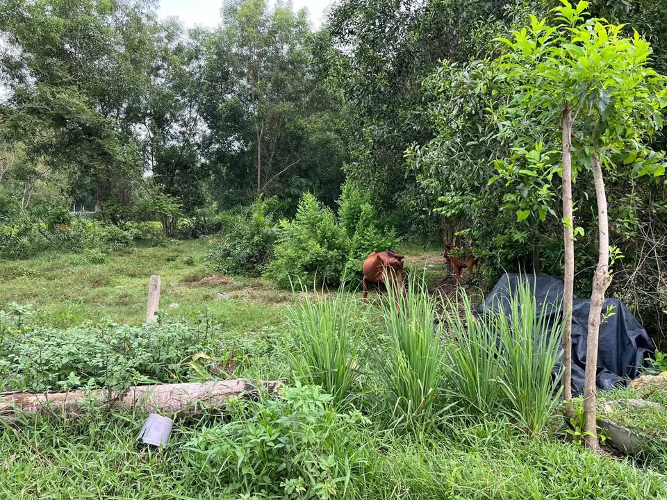 Đất nền Củ Chi 249m² sổ hồng riêng - Sẵn sàng xây dựng, gần chợ Thái Mỹ