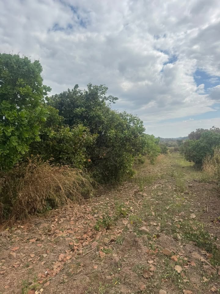 Bán Đất Rẫy Ea Súp, Đắk Lắk - 2ha Sẵn Sàng Trồng Cà Phê, Sầu Riêng