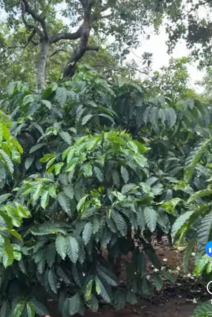 Bán Gấp Farm 9ha Lâm Đồng - 3.5ha Cao Su, Cafe Kinh Doanh