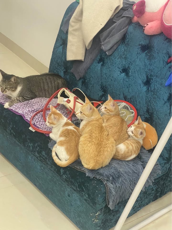 Đất Thạnh Mỹ 7200m² - Sổ Đỏ Thổ Cư, Mặt Tiền Bê Tông 55m, Giá 9.5 Tỷ