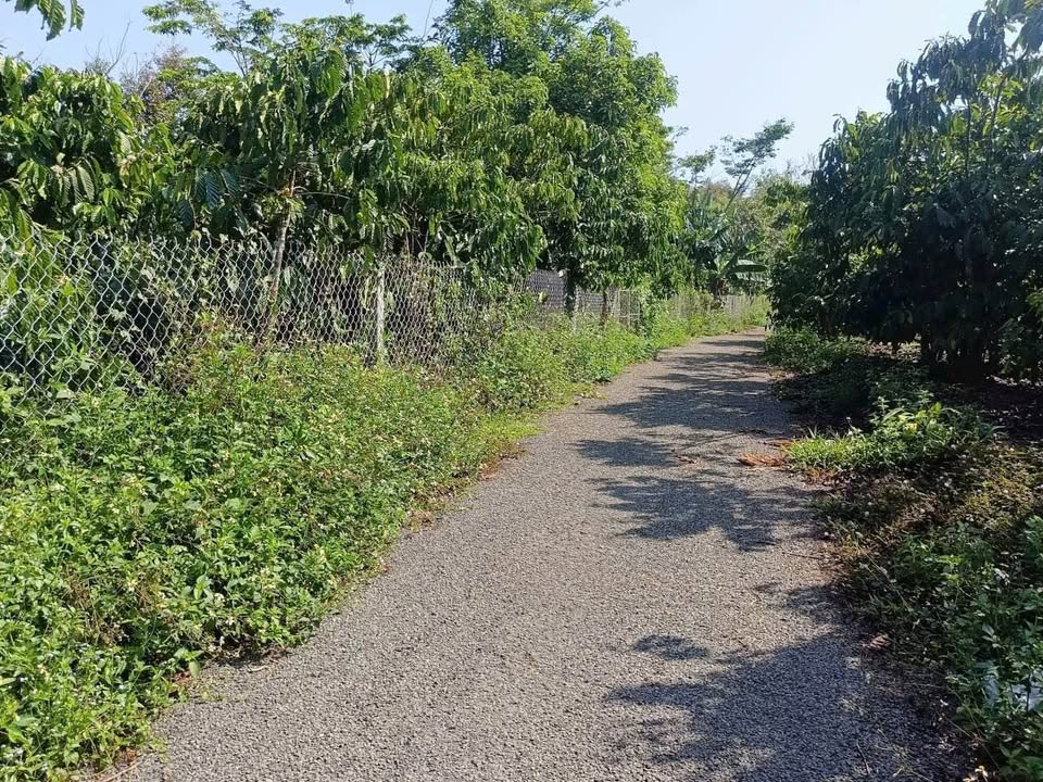 Bán Gấp Vườn Trái Cây 1598m² - Sổ Đỏ Chính Chủ, Giá 1.3 Tỷ