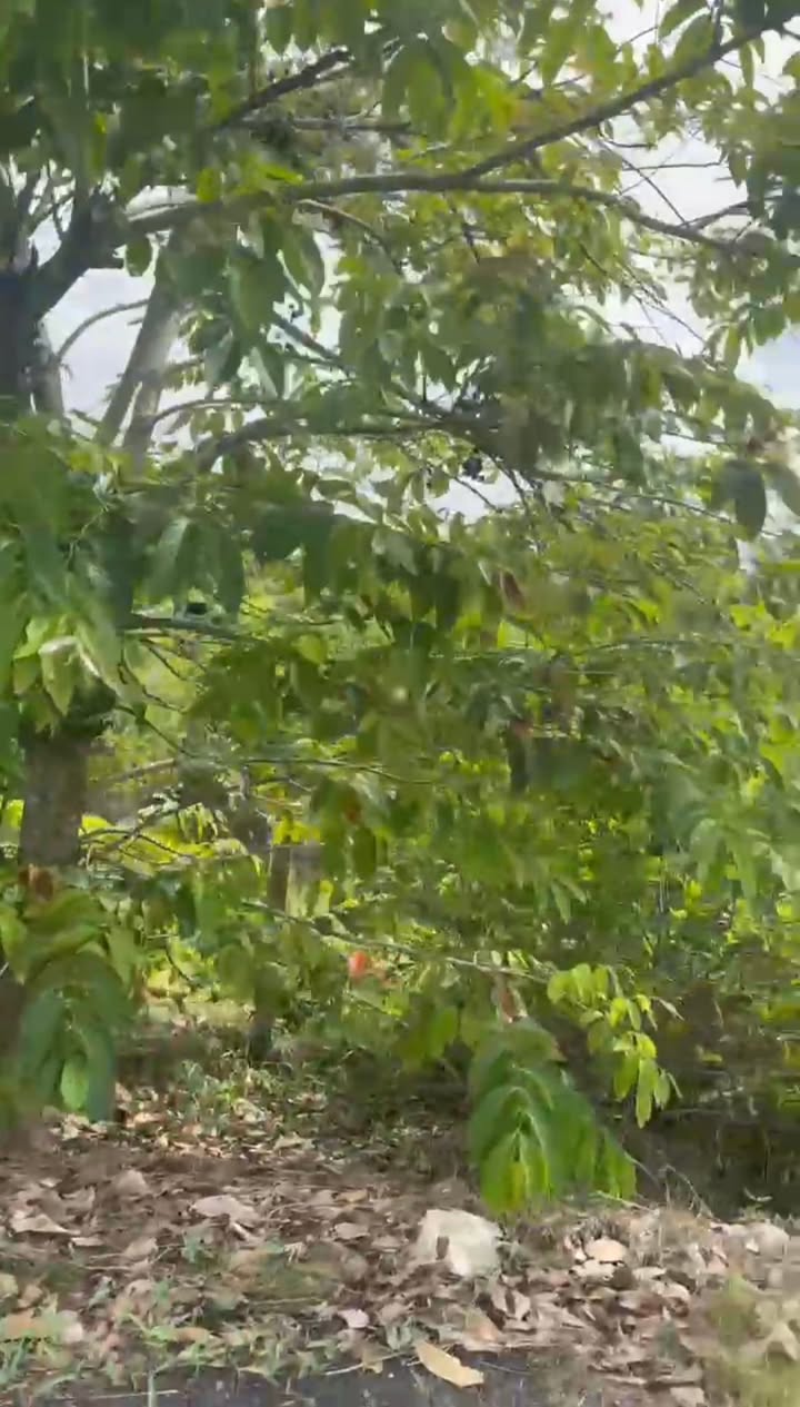 Đất Vườn Nghỉ Dưỡng 5325m² Phong Điền, Cần Thơ - Sổ Hồng, Giá Tốt