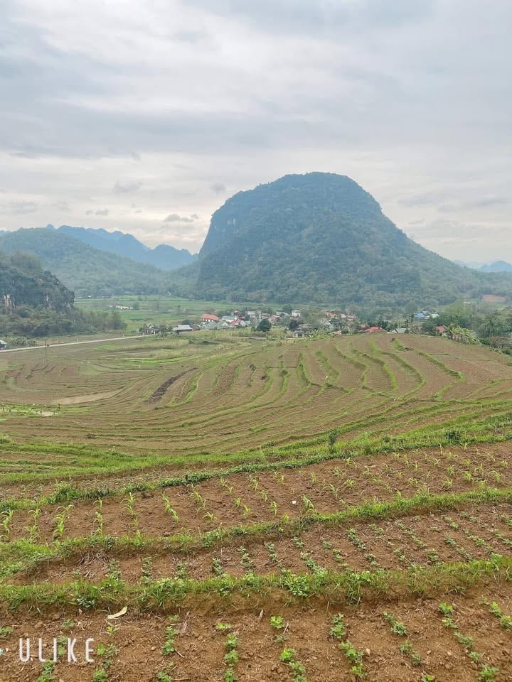 Bán Đất Tặng Nhà Cấp 4 240m² Mặt Sông Trà Giang, Hậu Lộc - Giá Thỏa Thuận