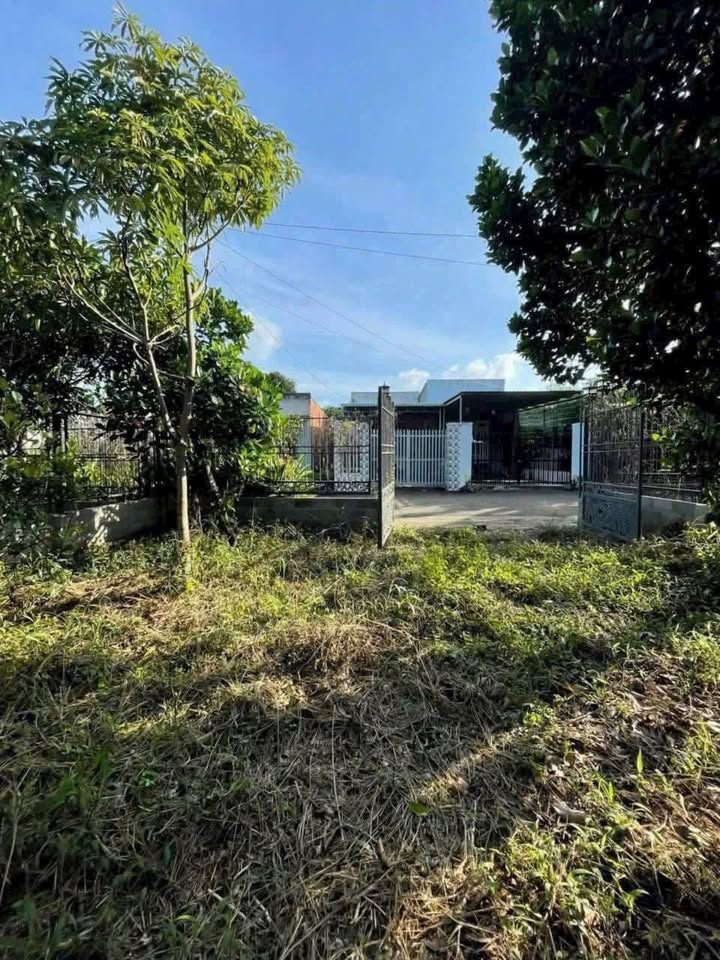 Đất Vườn 213m² Sổ Hồng Riêng - Trồng Mít Thái Sẵn Sàng Đầu Tư Củ Chi