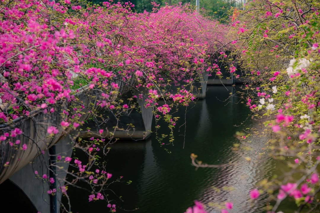 CHDV Tân Bình 105m² MT 80-90 Triệu - 21PN Full Nội Thất