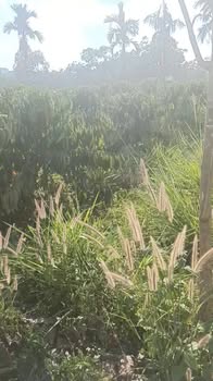 Đất Rẫy Cà Phê 2ha Đắk Mil - Nguồn Thu Ổn Định, Sẵn Sàng Khai Thác