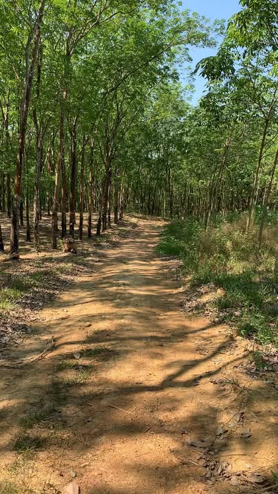 Bán Gấp 1.9ha Đất Vườn Cao Su Đồng Phú, Bình Phước - Giá 2.5 Tỷ