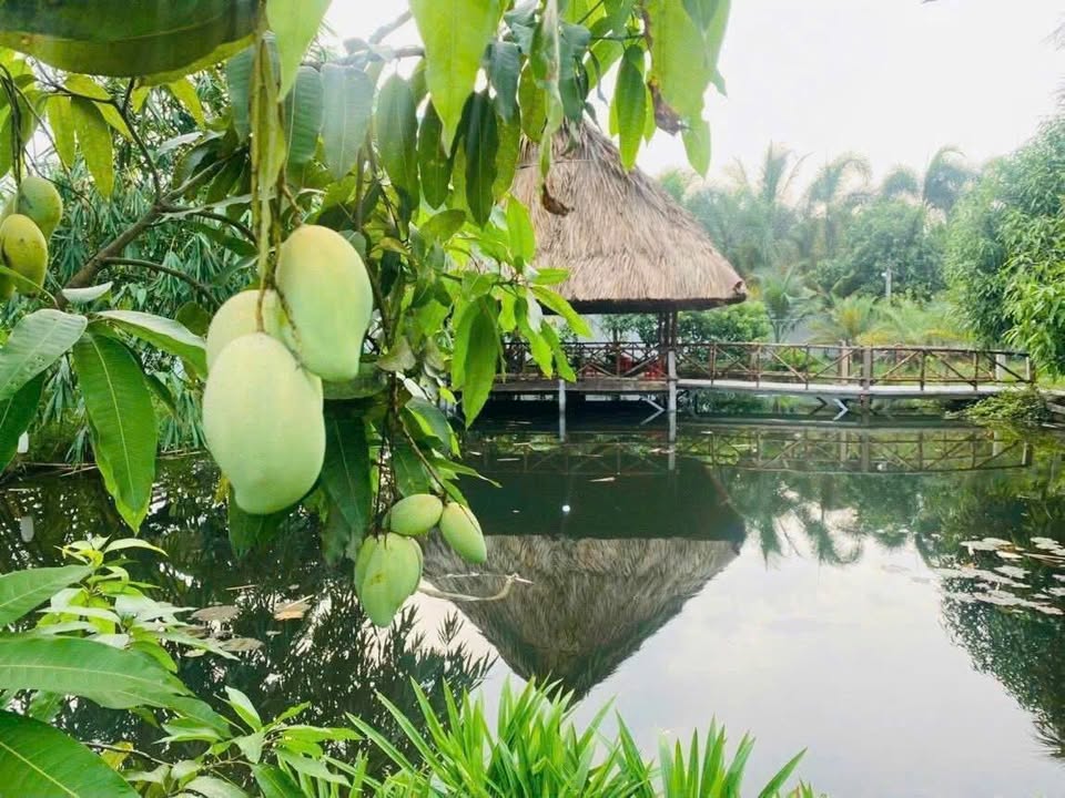 Bán Gấp Nhà Vườn Củ Chi 1700m² - Nghỉ Dưỡng Lý Tưởng, 2 Mặt Tiền