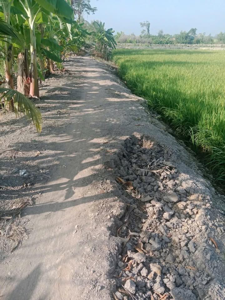 Cho thuê đất ruộng 36.000m² tại Cái Bè, Tiền Giang - Giá 6 triệu/công