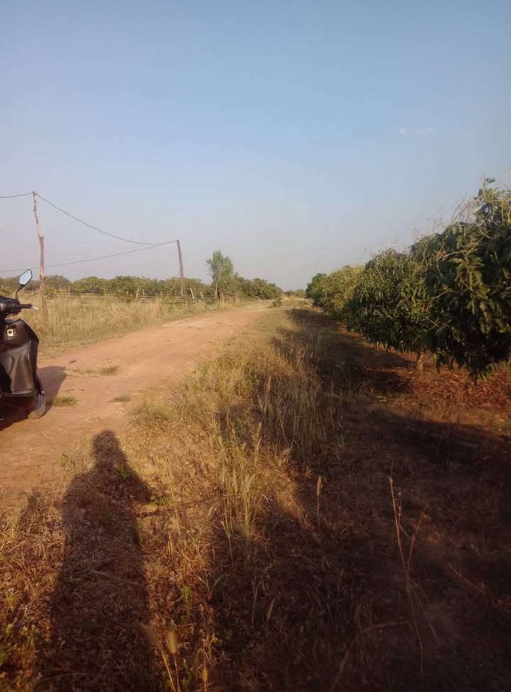 Bán gấp 2.2ha Đất Vườn Xoài Lộc Hòa - Bình Phước, Thu Nhập 300tr/năm