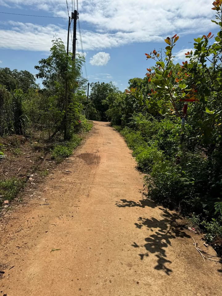 Đất Vườn Bình Phước 4000m² - Giá Đầu Tư 185 Triệu