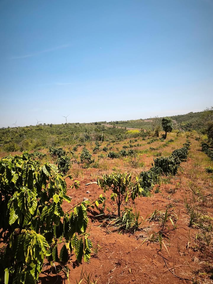 Đất Rẫy 6.3 Sào Đắk Lắk - Trồng Cà Phê Sẵn, Giá 1.5 Tỷ